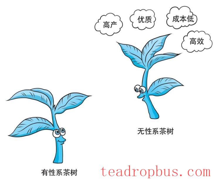 Q&A on Scientific Tea Planting: Why Should We Plant Clonal Tea Varieties?-1