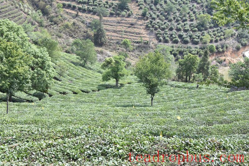 Ministry of Agriculture and Rural Affairs: Protect Tea Cultural Heritage and Enhance Social Influence of Tea Culture-1