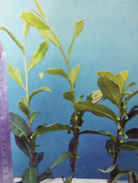Relationship between the number of buds and the sprouting capacity of subsequent shoots