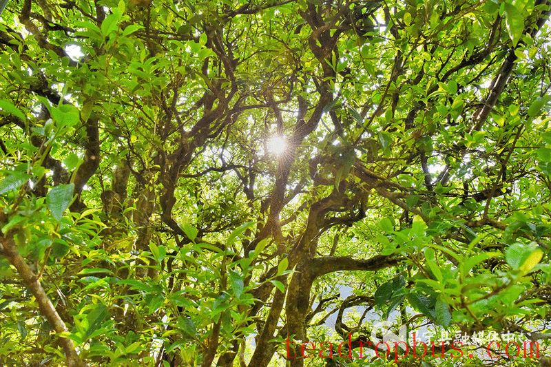 Mangshui Changning: The Spring Tea Flourishes with the Waters of the Lancang, the Ancient Trees of the Origin are All Good-1