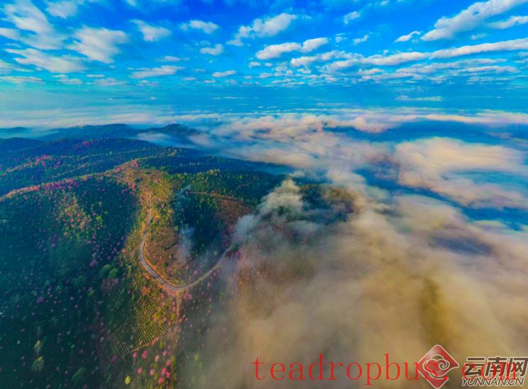 Puer: Jingmai Mountain Has Not Only Ancient Tea Trees but Also Winter Cherry Blossoms over Thousands of Mu-1
