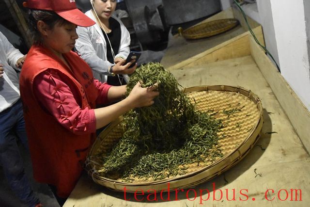 The Purpose of Tea Rolling-3