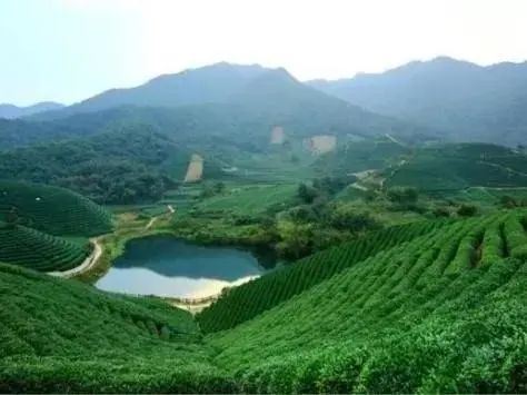 Unbearable Heat: Emergency Measures for Drought in Tea Gardens!-3