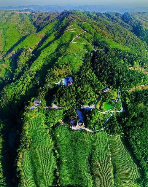 Exploring the Timeless Beauty of East Mountain for Longevity, Savoring the Gifted Tea of Longevity Island-1