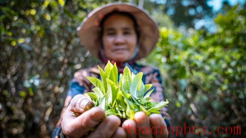 He Kai Ancient Tea Mountain: Experiencing the Natural Beauty and Legendary Charm of China's Premier Pu'er Tea Mountain-10