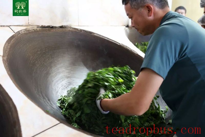 Cainong Tea: Ancient Methods? Traditional Methods? New Methods?-4