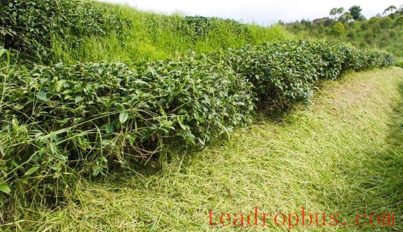 Summer Solstice Today! How Should Tea Gardens Cope with the Scorching Summer Heat?-4