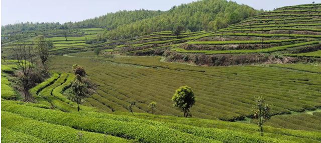 Countermeasures for Frost Damage in Guizhou's Spring Tea Gardens in 2025-10