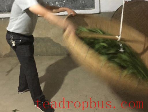 Unveiling the Initial Processing Techniques of Anxi Tieguanyin-5