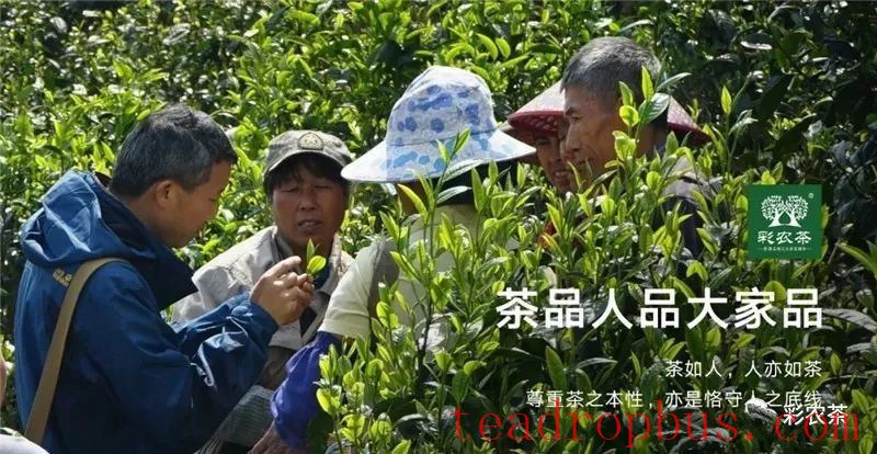 Cainong Tea: Ancient Methods? Traditional Methods? New Methods?-6