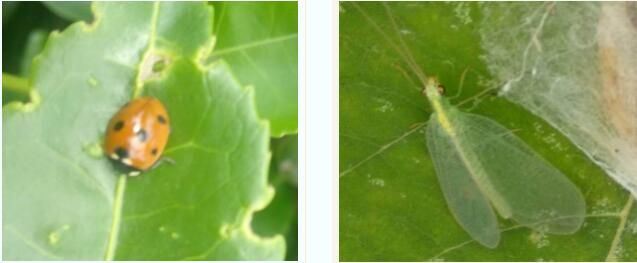 The Occurrence Pattern and Control Techniques of the Tea Green Leafhopper-4
