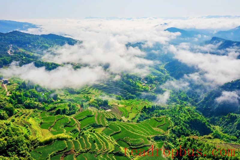 The Story of the Tujia People and Tea Starts with 