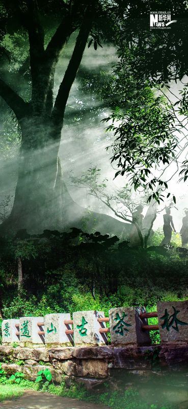 Jingmai Mountain Ancient Tea Forest: Inscribed on the World Heritage List! The World Heritage of 