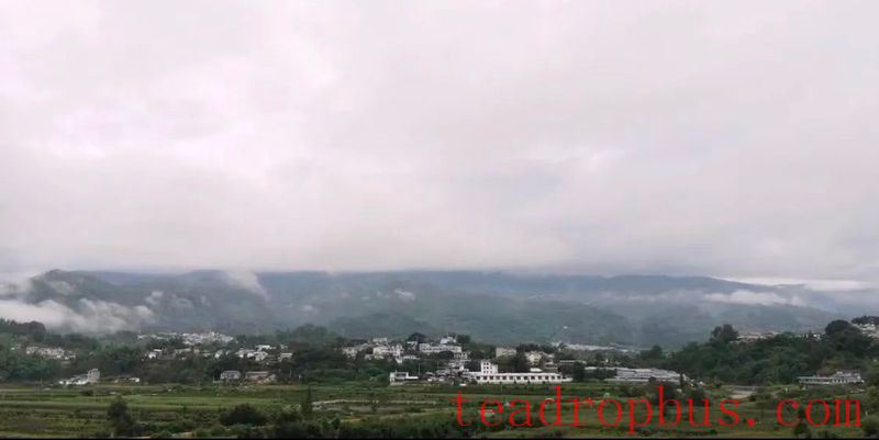 What are the differences and characteristics of Pu'er tea from different mountains?-1