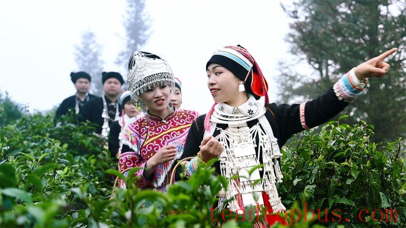 Malipo County: Ascend Spring Mountains to Harvest Spring Tea, Embark on a Quest for the 