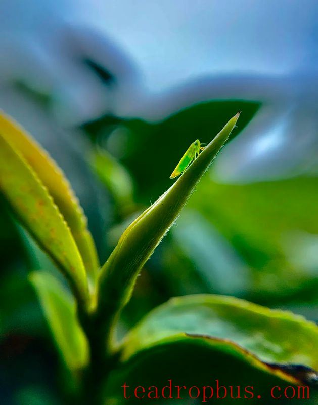 It's the Right Time to Pick Tea! In Zijin, Spring is Hidden in the Fragrance of Tea-2