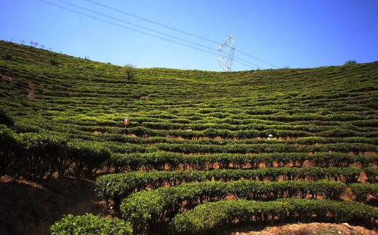 The Yunnan Daily Visits These Two Tea Mountains in Lincang-2
