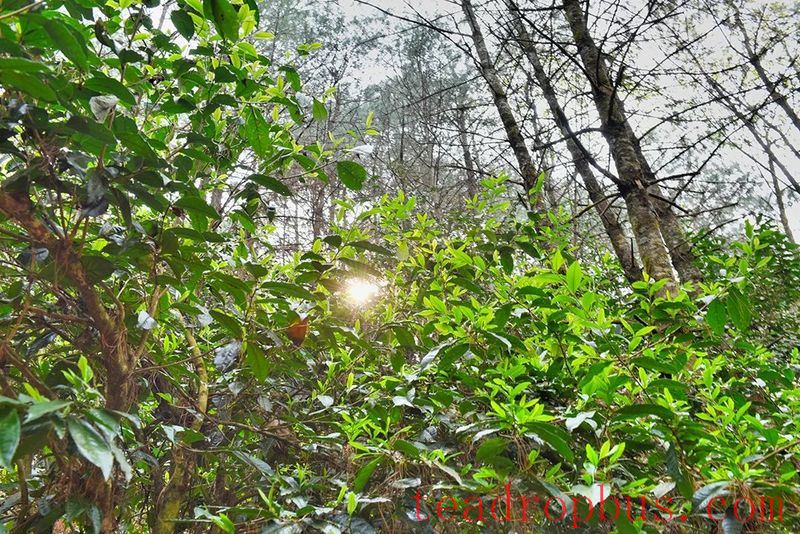 Changning's Heavenly Mountain Scenic Beauty, Pine Forests and Tea Fragrance-1
