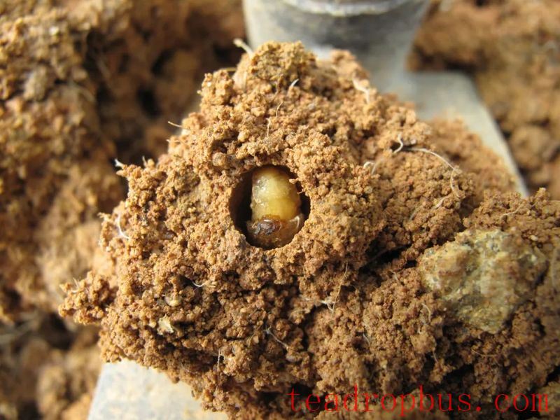 Identification and Control of the Chinese Adoretus Beetle in Tea Gardens-3