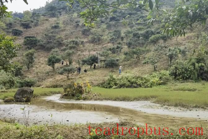 Malipo Ancient Tea Garden Selected for the Book 