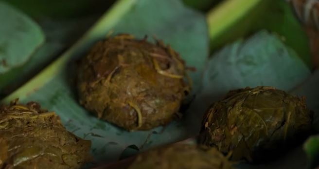 Bulang People: From Millennium Tea Farmers to Guardians of World Heritage-4
