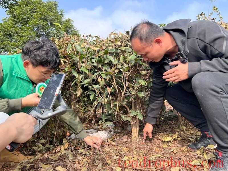 Heshan Agricultural Skills Lecture Hall — Winter Management of Wild-Released Tea Gardens-4