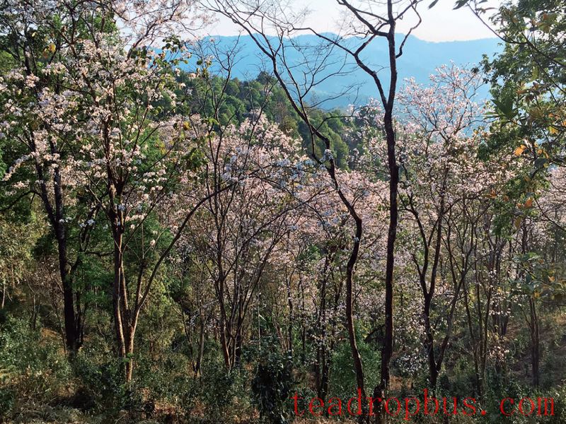 Puer Raw Tea: Savor the Aroma, Freshness, and Mountain Origins (Part 2)-2-ChinaTeaGuru: Exploring Chinese Tea Culture and Kung Fu Tea - Tea Art, Tea Ceremony, Tea Knowledge Puer Raw Tea: Savor the Aroma, Freshness, and Mountain Origins (Part 2)-2