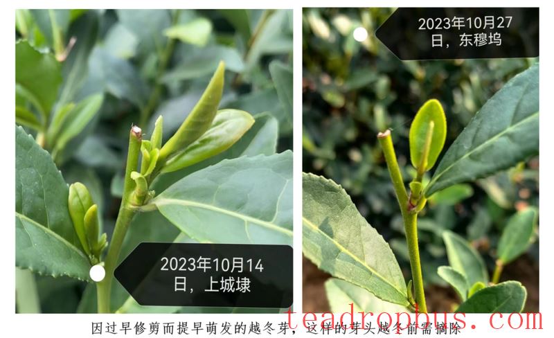 West Lake Longjing Tea Garden Precision Management Technology Guidance Series - What to Do About the Current Cold Spell-3