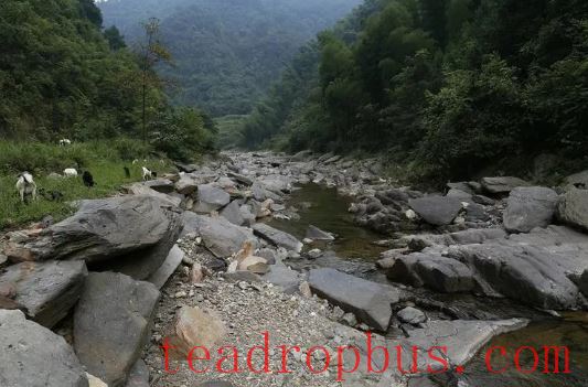 The Origin of Dark Tea: The Legendary Encounter Between Glacial Conglomerate and Anhua Dark Tea-3