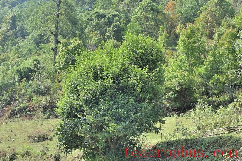 Cangjiang East Bank at Agan Mountain, the Camellia and Tea Aroma Fill the Air-2