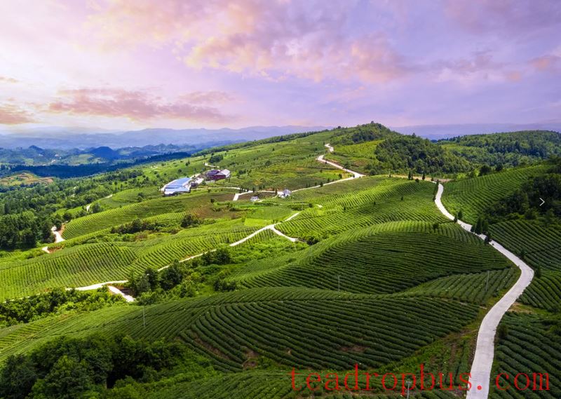 The Hometown of Tribute Tea in China — Jinsha-5