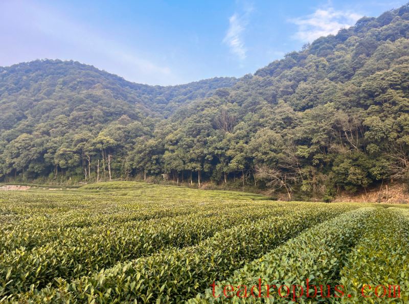 Why Have the Tea Mountains of Hangzhou Become a Popular Hiking Spot for Young People?-3