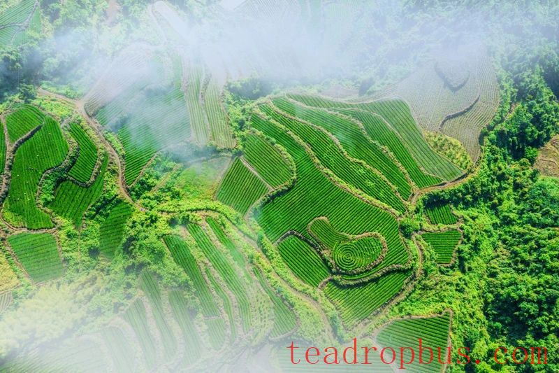 The Story of the Tujia People and Tea Starts with 