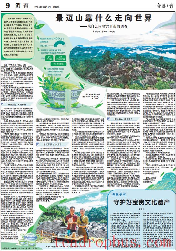 Jingmai Mountain: What Draws the World to This Ancient Tea Land? Another Exploration of Jingmai Mountain's Appeal in Yunnan Province by the Economic Daily-1