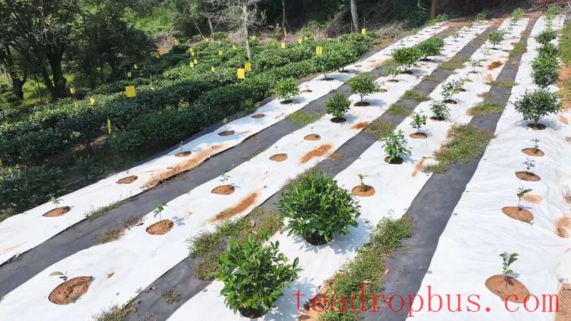 Wild Tea Enters the World! Tongqu Town Chains Up a New Path for Green Prosperity and Dual Wins-5