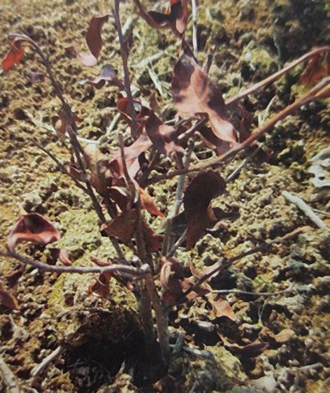 Dead tea plants due to low temperature frost damage