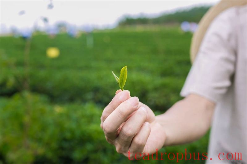 Zhongmin Wei's Tea Estate: A Picturesque and Poetic Landscape-10