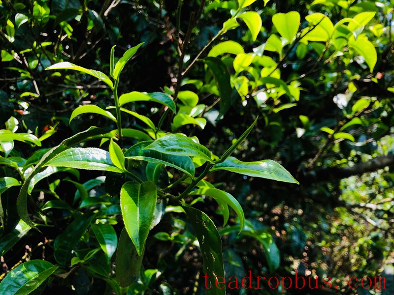 Hua Zhu Liangzi, Renowned for Its Tea in Xishuangbanna: Mangsong Hua Zhu Liangzi-1