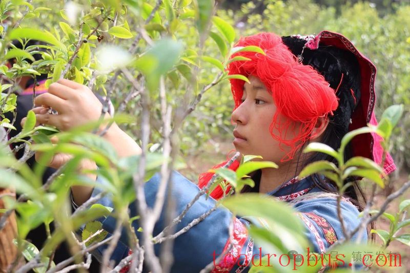 Zhenyuan County Breaks New Ground with the 