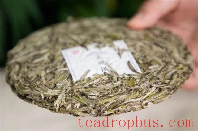 Fuding White Tea: Why Is It Not Recommended to Make the Tea Infusion Too Strong?-1