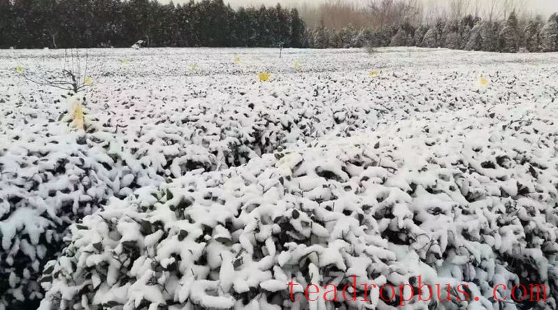 Guidance on Measures for Tea Trees in Rizhao City to Cope with Persistent Rain, Snow, and Freezing Weather-3