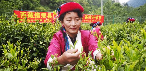 The Aroma of Tea at the Foot of the Himalayas — The Legend of Lebu Tea-2