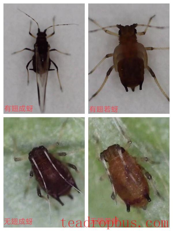 Technical Guidance: How to Control Tea Aphids in the Tea Garden?-2