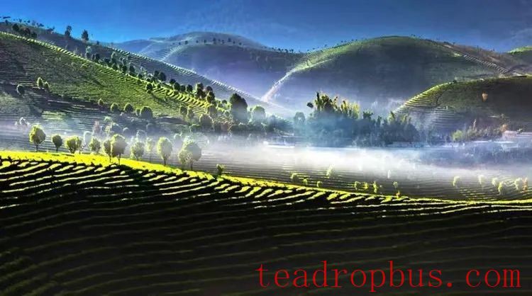 Tea Fragrance in Xishuangbanna: Dadaogang Tens-of-Thousands Mu Tea Garden-5