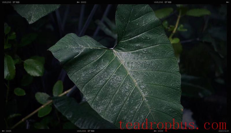 Beating Tea-1