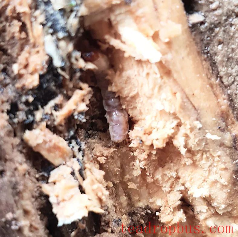The Parasite in Ancient Tea Trees — The Wireworm-4