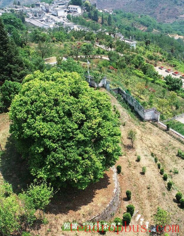 Jinxiu Village, Xiaowan Town, Lincang City - A Treasure Land of Ancient Tea-4