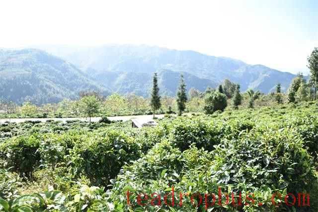 The Four Major Pu'er Tea Production Areas-1