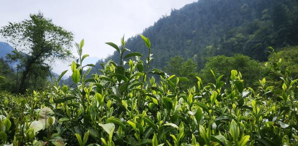 The Aroma of Tea at the Foot of the Himalayas — The Legend of Lebu Tea-1