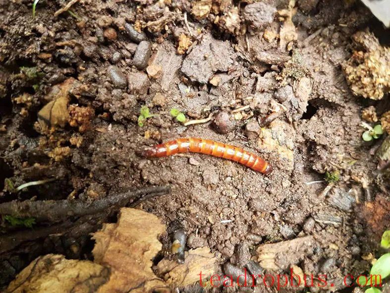The Parasite in Ancient Tea Trees — The Wireworm-5